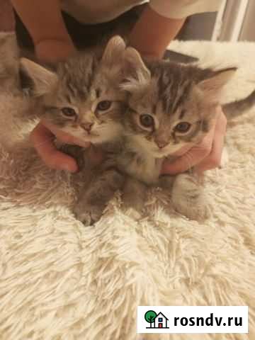 Кошки в добрые руки Богородицк - изображение 1