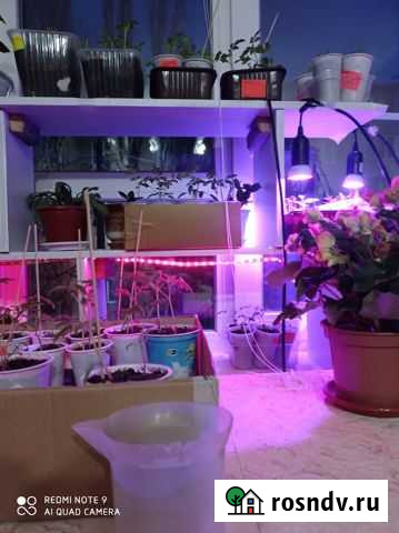 Саженцы,рассада Ахтубинск - изображение 1