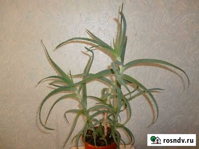 Алоэ Красноярск - изображение 1