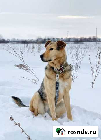 Собака ответственным людям Ижевск - изображение 1
