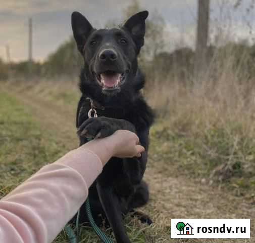 Восточноевропейская овчарка Подольск - изображение 1