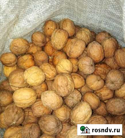 Орех грецкий Саратов - изображение 1