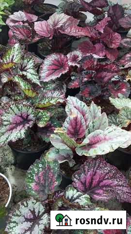 Бегония декоративно-лиственная Владикавказ - изображение 1