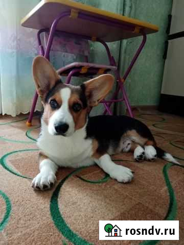 Продам Вельш Корги кардиган Кохма - изображение 1