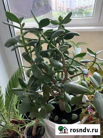 Толстянка Смоленск - изображение 1