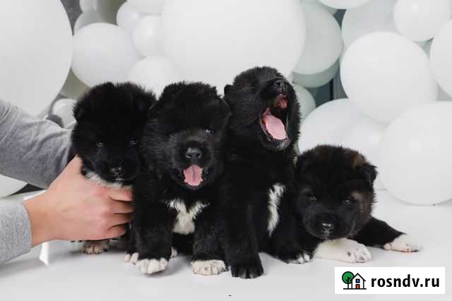 Щенки американской акиты Стерлитамак - изображение 1