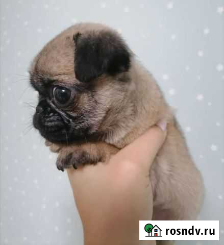 Курносик Югорск - изображение 1