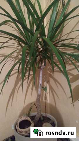 Драцена Махачкала - изображение 1