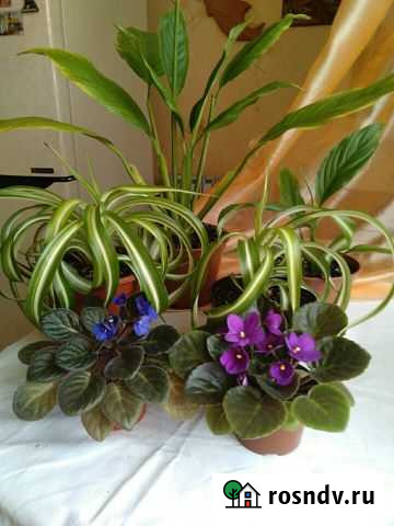 Растения комнатные Калуга - изображение 1