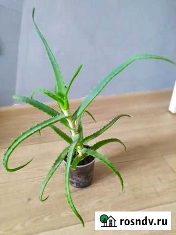 Алоэ. Укоренившиеся отростки Мурино - изображение 1