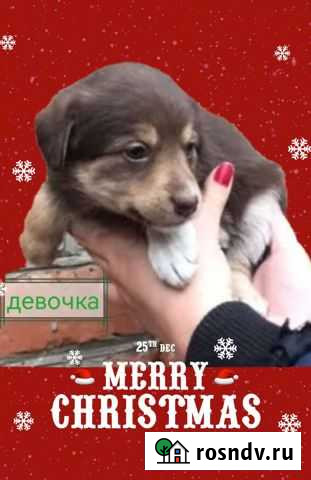 Щенки от маленькой собачки Воронеж - изображение 1