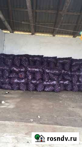 Лук Ленинкент - изображение 1