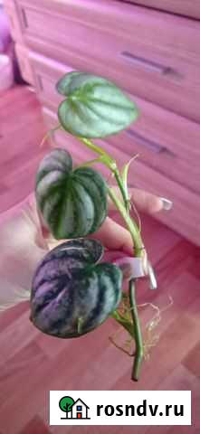 Филодендрон брандиатум Калуга - изображение 1