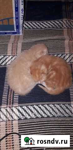 Выкинули котят Вологда - изображение 1