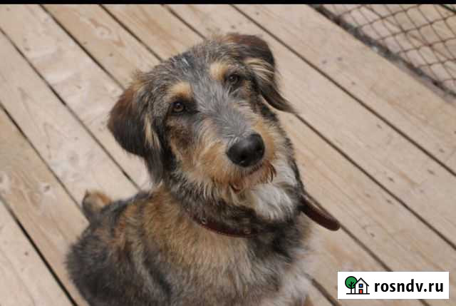 Молодой кобель ищет любящих хозяев Пермь - изображение 1