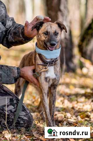 Собака попрыгака Чехов - изображение 1