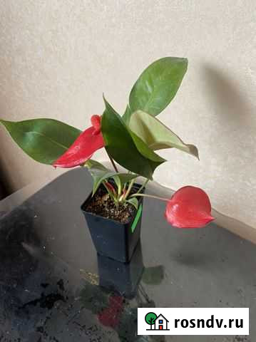 Антуриум Шерцера Энгельс - изображение 1