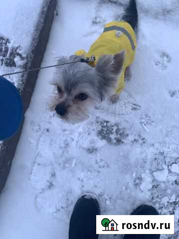 Собака Домодедово - изображение 1