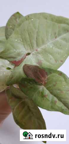 Сингониум конфетти Милк Ферсманово - изображение 1