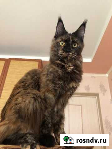 Мейн-кун кошка Пенза - изображение 1