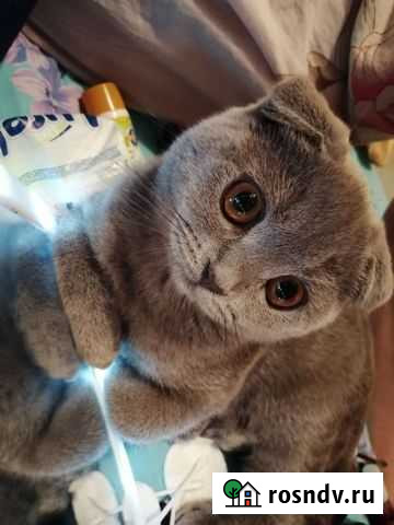 Квартирная передержка животрых Бугульма - изображение 1