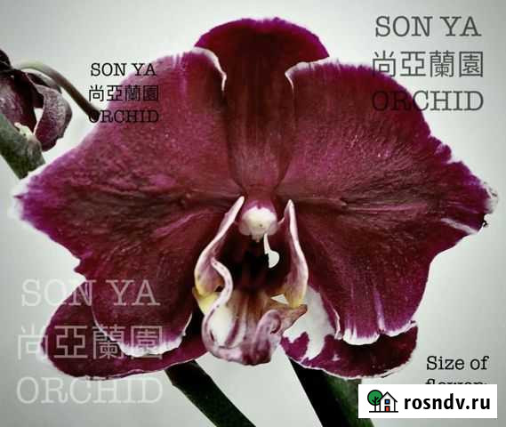 Орхидея бабочка Каменная Роза Ярославль - изображение 1