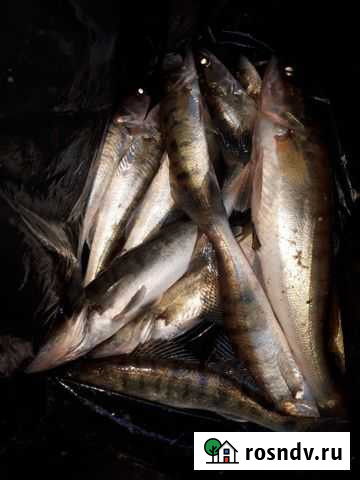 Рыба Новокуйбышевск - изображение 1