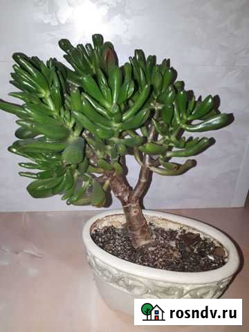 Толстянка хоббит Ангарск - изображение 1