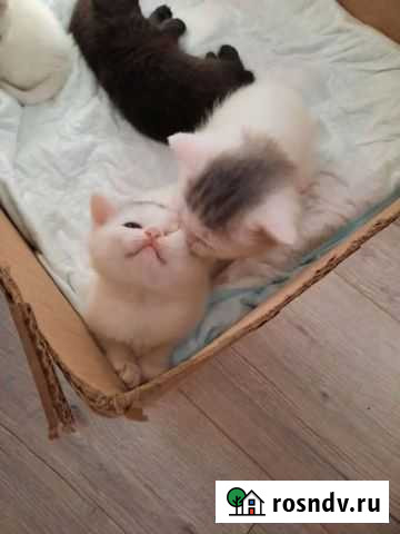 Шотландские прямоухие котята Чита - изображение 1