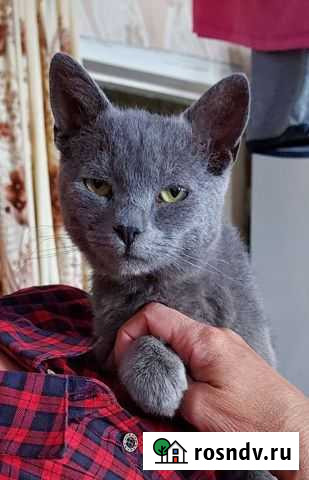 Котик - жесткошерстный кудрявый Старая Майна - изображение 1