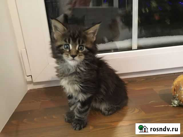 Котята мейн-кун Троицк - изображение 1