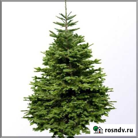 Живые елки Иркутск - изображение 1