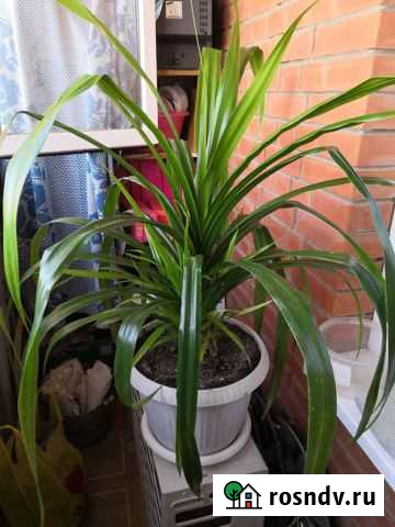 Панданус Элиста - изображение 1