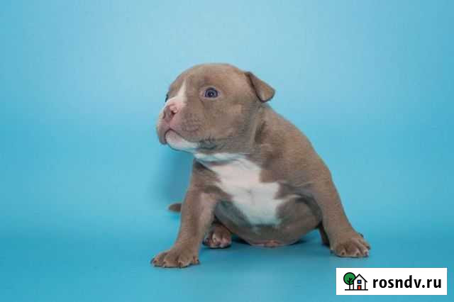 Щенки Американский булли мальчик Коммунарка - изображение 1