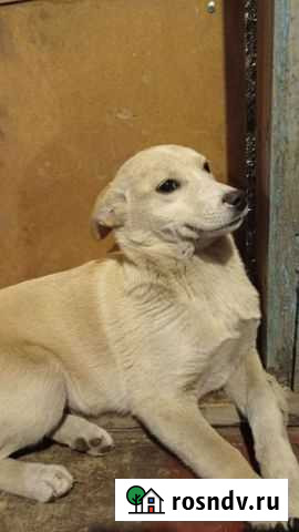 Собака Абакан - изображение 1