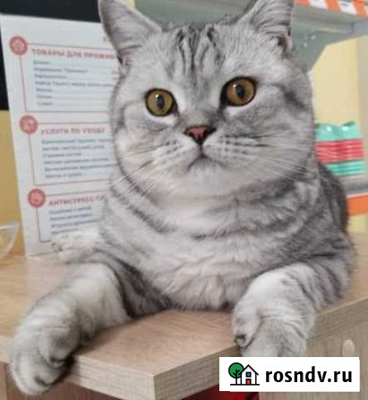 Вязка Брянск - изображение 1