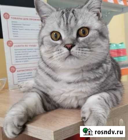 Вязка Брянск - изображение 1