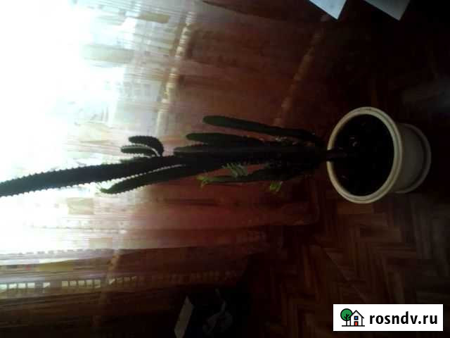 Кактус Брянск - изображение 1