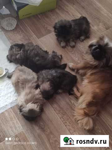 Щенки пекинеса Старый Оскол - изображение 1