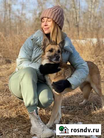 Немецкая овчарка Манго Ангарск - изображение 1