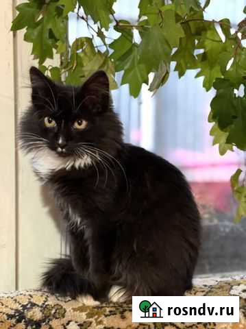 Кошка Звенигород - изображение 1