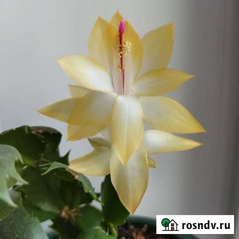 Декабристы и другие Ярославль - изображение 1