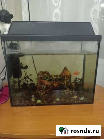 Аквариум с рыбками Боровский - изображение 1