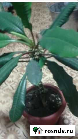 Молочай Ефремов - изображение 1