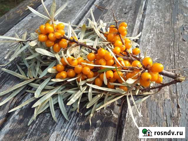 Продаю облепиху Суворов - изображение 1