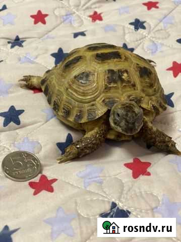 Черепаха Набережные Челны - изображение 1