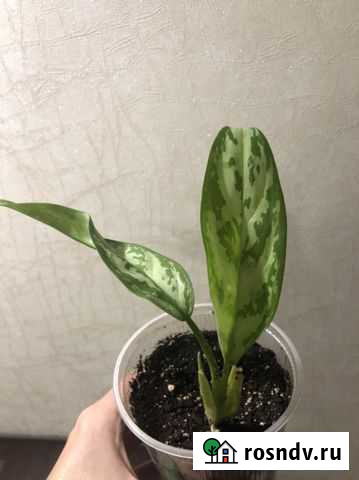 Аглаонема Саранск - изображение 1