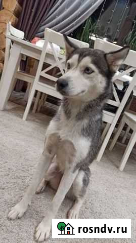 Сибирский хаски в ответственные руки Кстово - изображение 1
