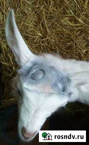 Обезрожка козлят Симферополь - изображение 1