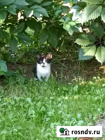 Кошка в дар Солнечногорск - изображение 1